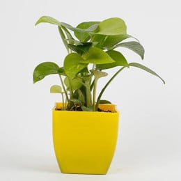 Money Plant In Yellow Vase