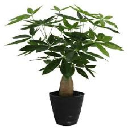 Pachira Bonsai Plant