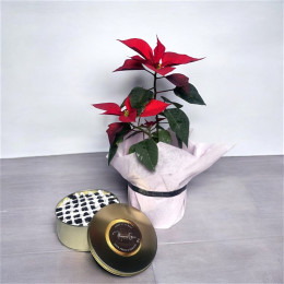Poinsettia Dream Cake Combo