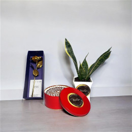 Snake Plant Combo