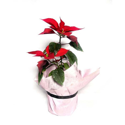 Adorable Poinsettia