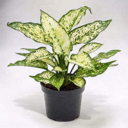 Aglaonema Snow White Plant
