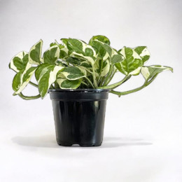 Golden Pothos Plant
