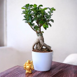 Ficus Bonsai Plant