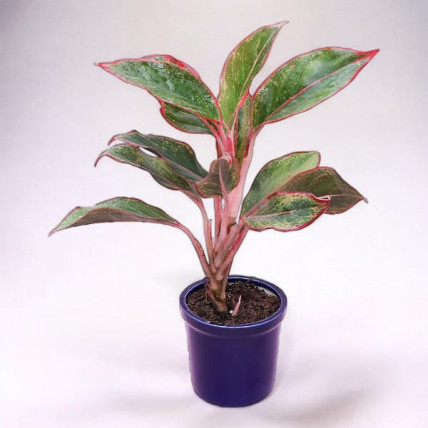 Pink Aglaonema Plant 