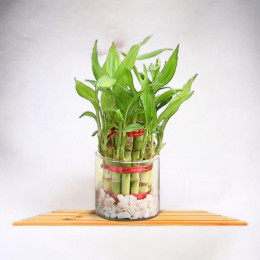 Beautiful Bamboo Plant