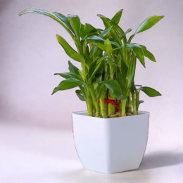Forest Green Bamboo Plant