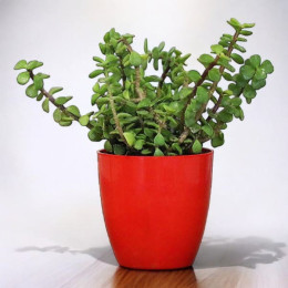 Jade Plant