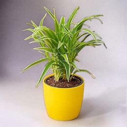 Spider Plant