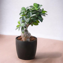 Ficus Fantasy Bonsai Plant