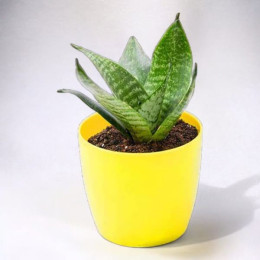 Sansevieria Snake Live Plant