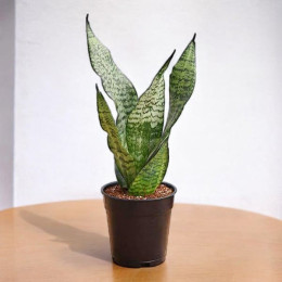 Sansevieria Snake Plant