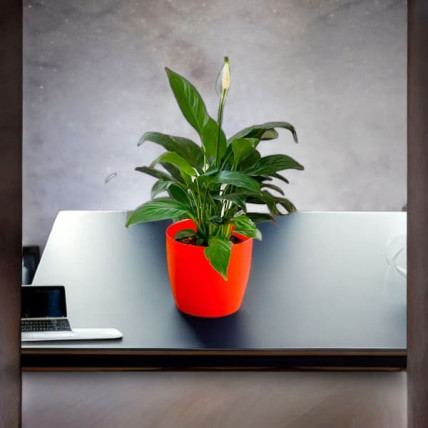 Peace Lily Plant