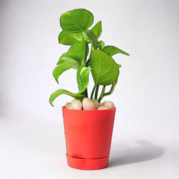 Money Plant