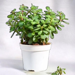 Lucky Jade Plant