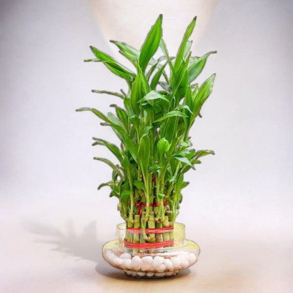 Green Gem Bamboo Plant