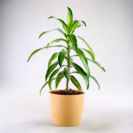 Songs Of India Plant