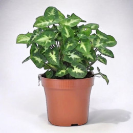 Green Syngonium Plant