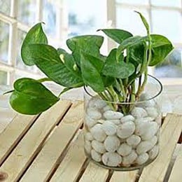 Money Plant Terrarium