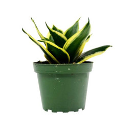 Sansevieria Plant