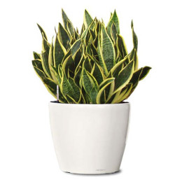 Snake Charm Plant