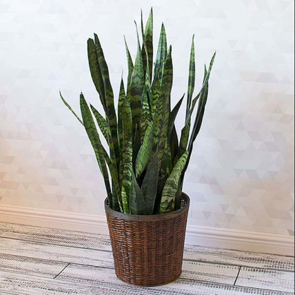 Snake Plant