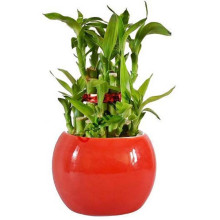 2 Layer Lucky Bamboo