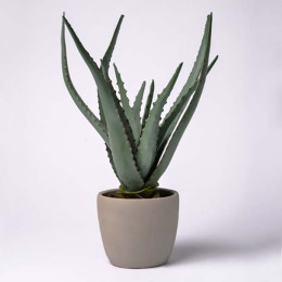 Soothing Aloe Vera Plant