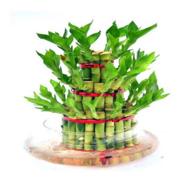 3 Layer Bamboo