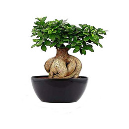 Ficus Bonsai Plant