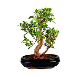 Bonsai Karma Plant