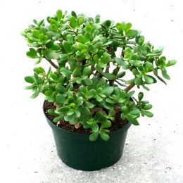 Jade Plant