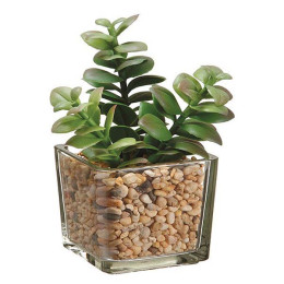 Jade Plant Terrarium